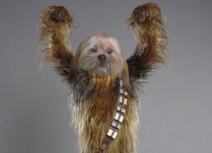 Wookiee1